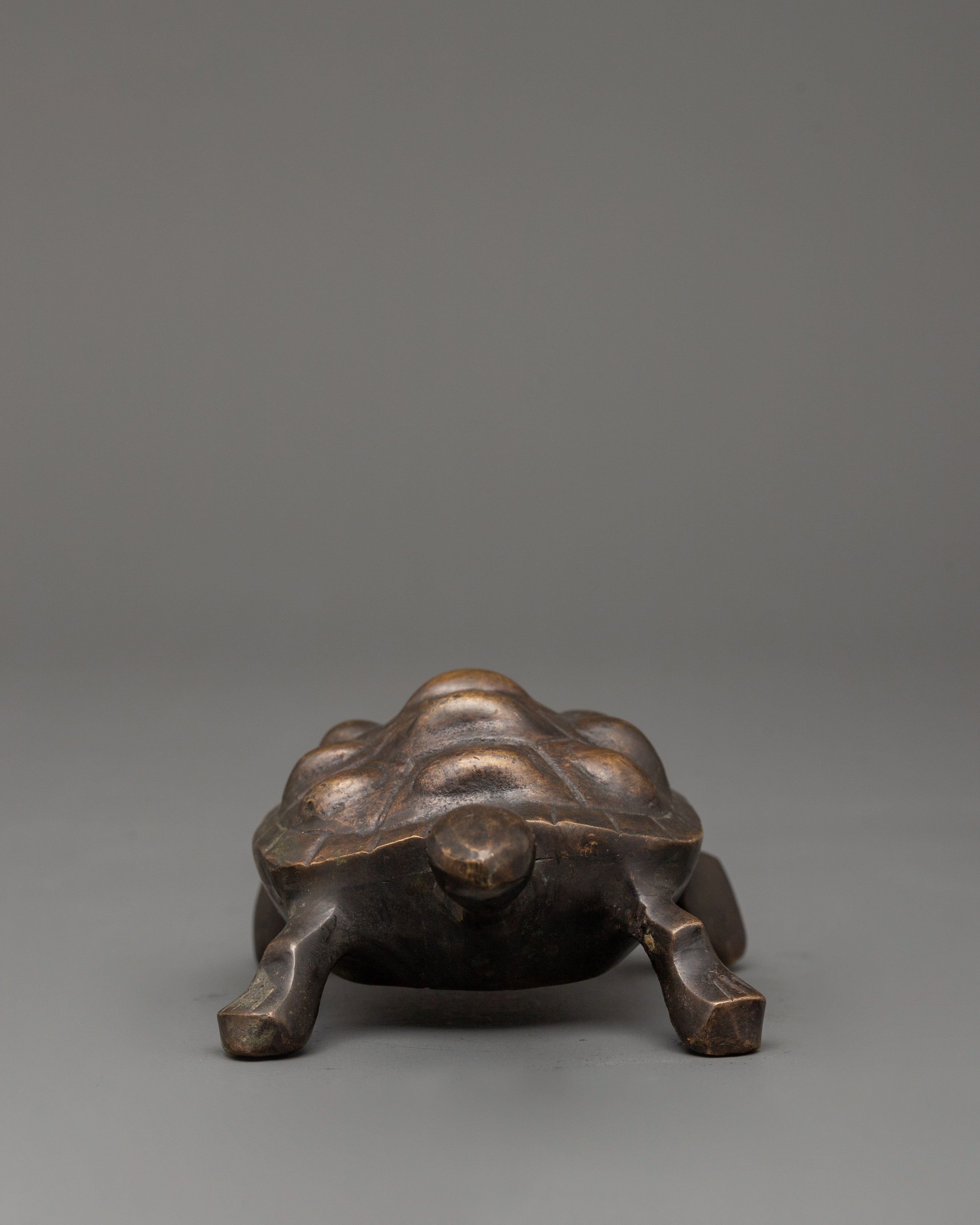 tortoise