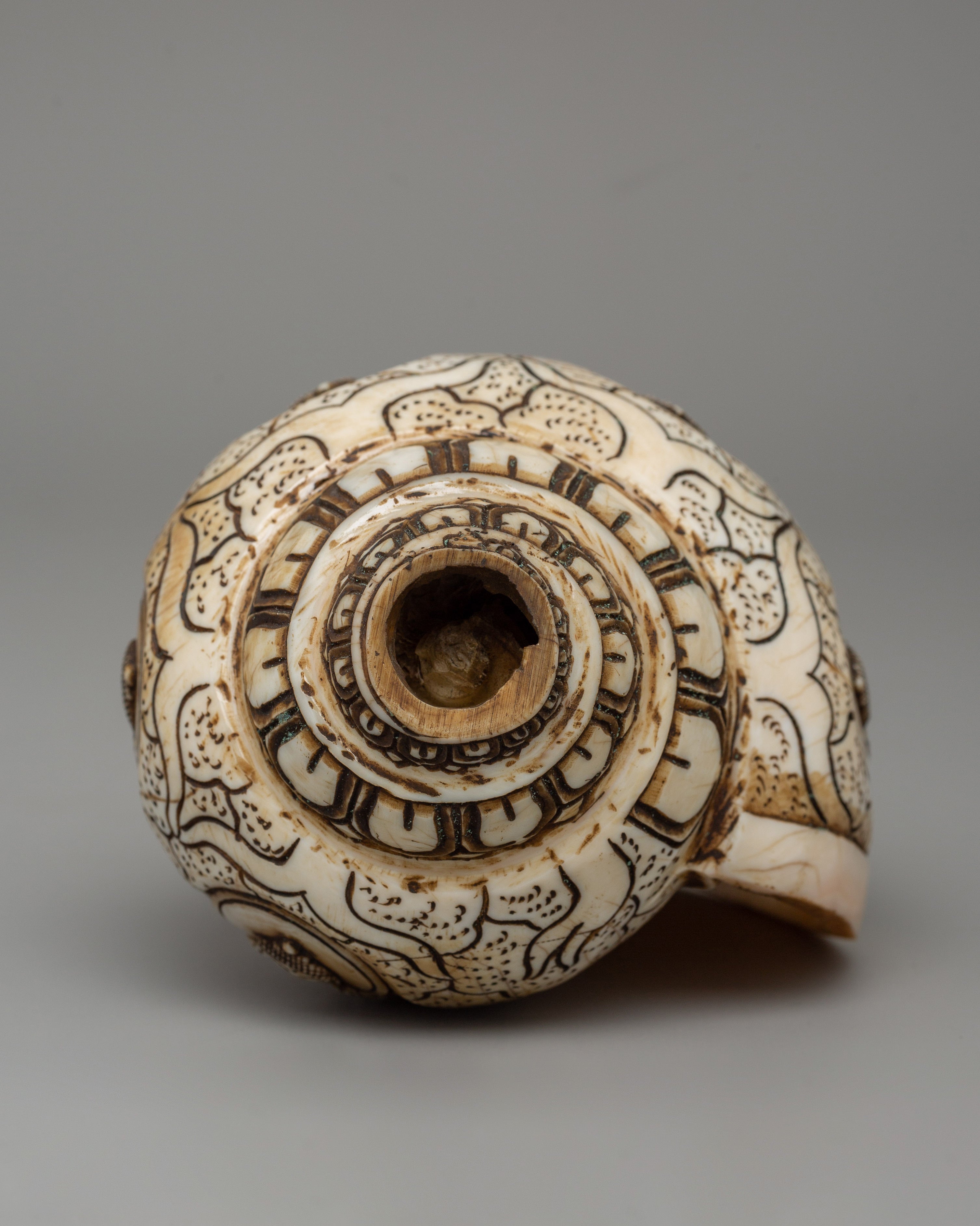 Hand-Carved Conch Shell | A Sacred Shankha for Rituals & Meditation
