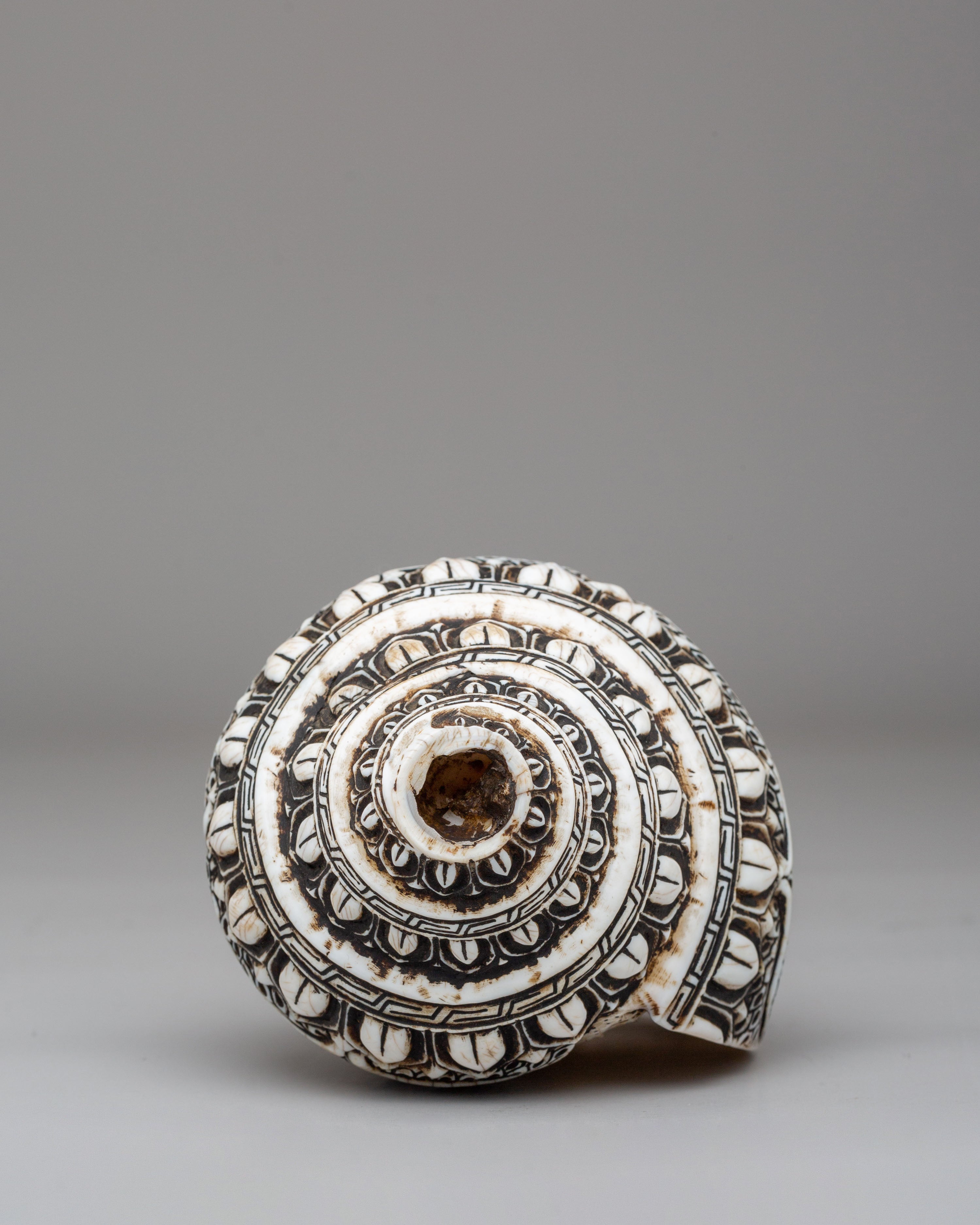 Handcrafted Conch With Stand | Ritual Conch for Spiritual Ceremonies