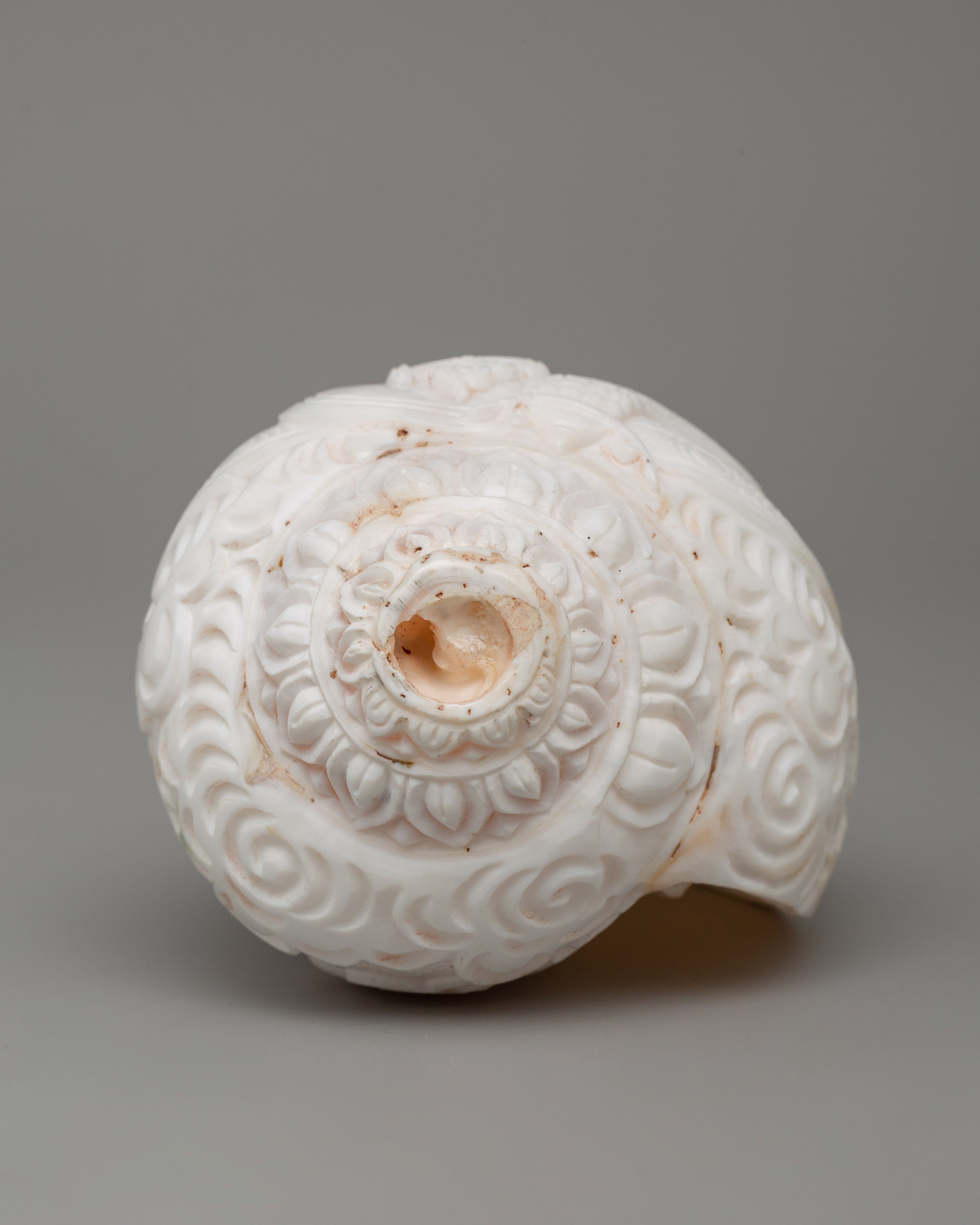 Religious Tibetan Conch Shell | Buddhist Offering Shell
