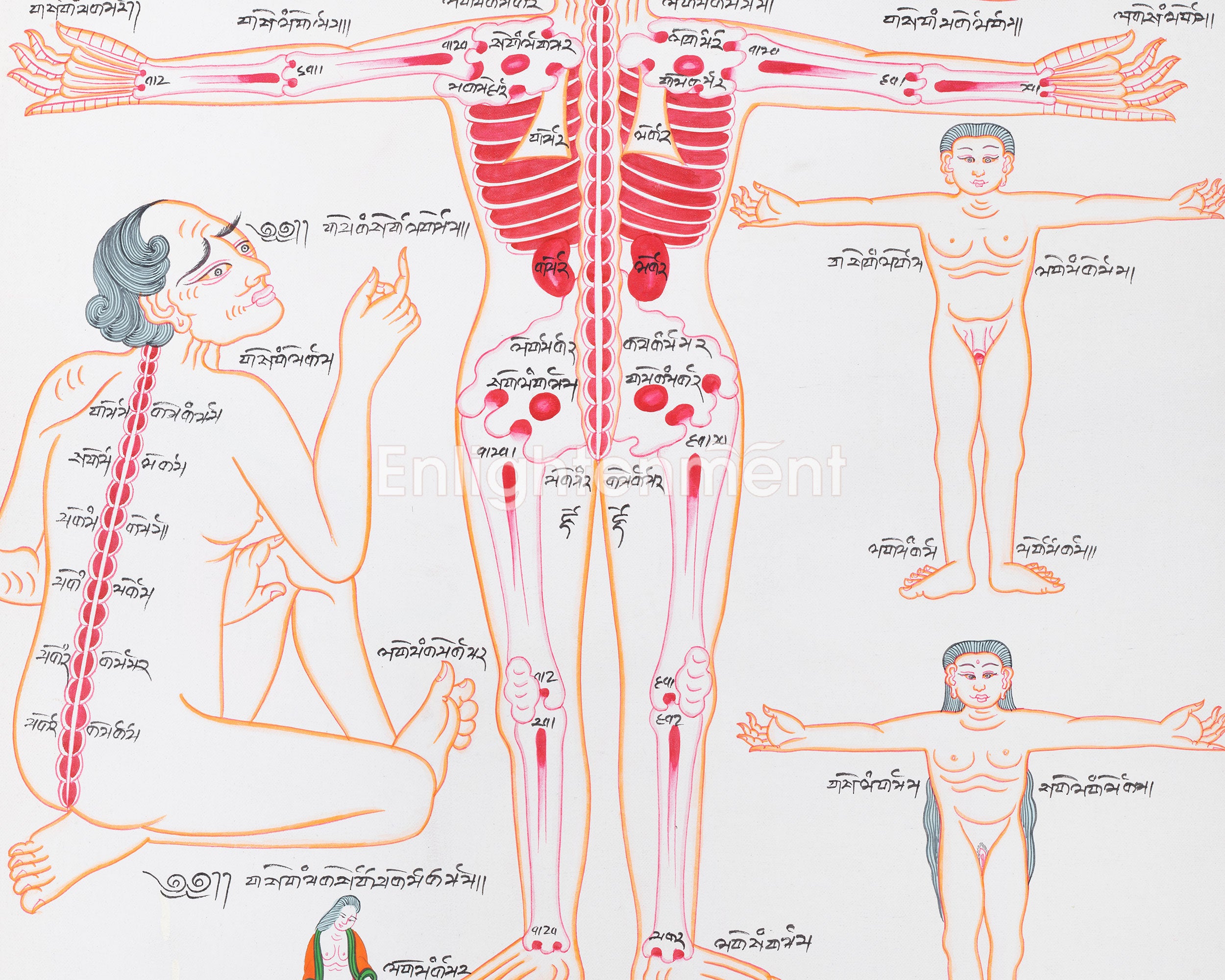 Human Anatomy Thangka | Posterior View of Healing Points