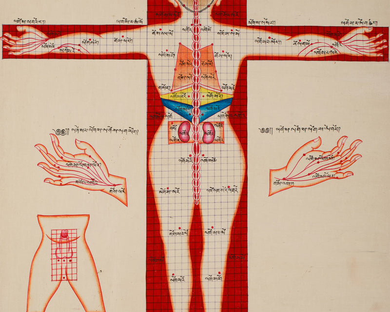 Human Anatomy Thangka | Posterior View of Healing Points