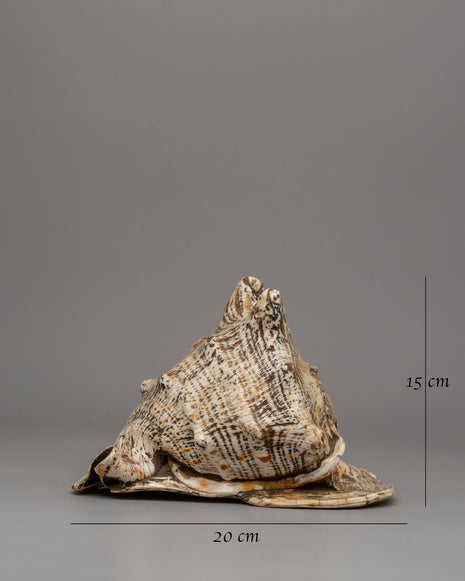 Gauri Sankha | Sacred Conch Shell of Purity and Spiritual Significance