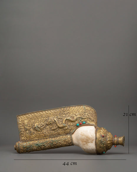 Traditional Ritual Conch | A Sacred Symbol of Dharma