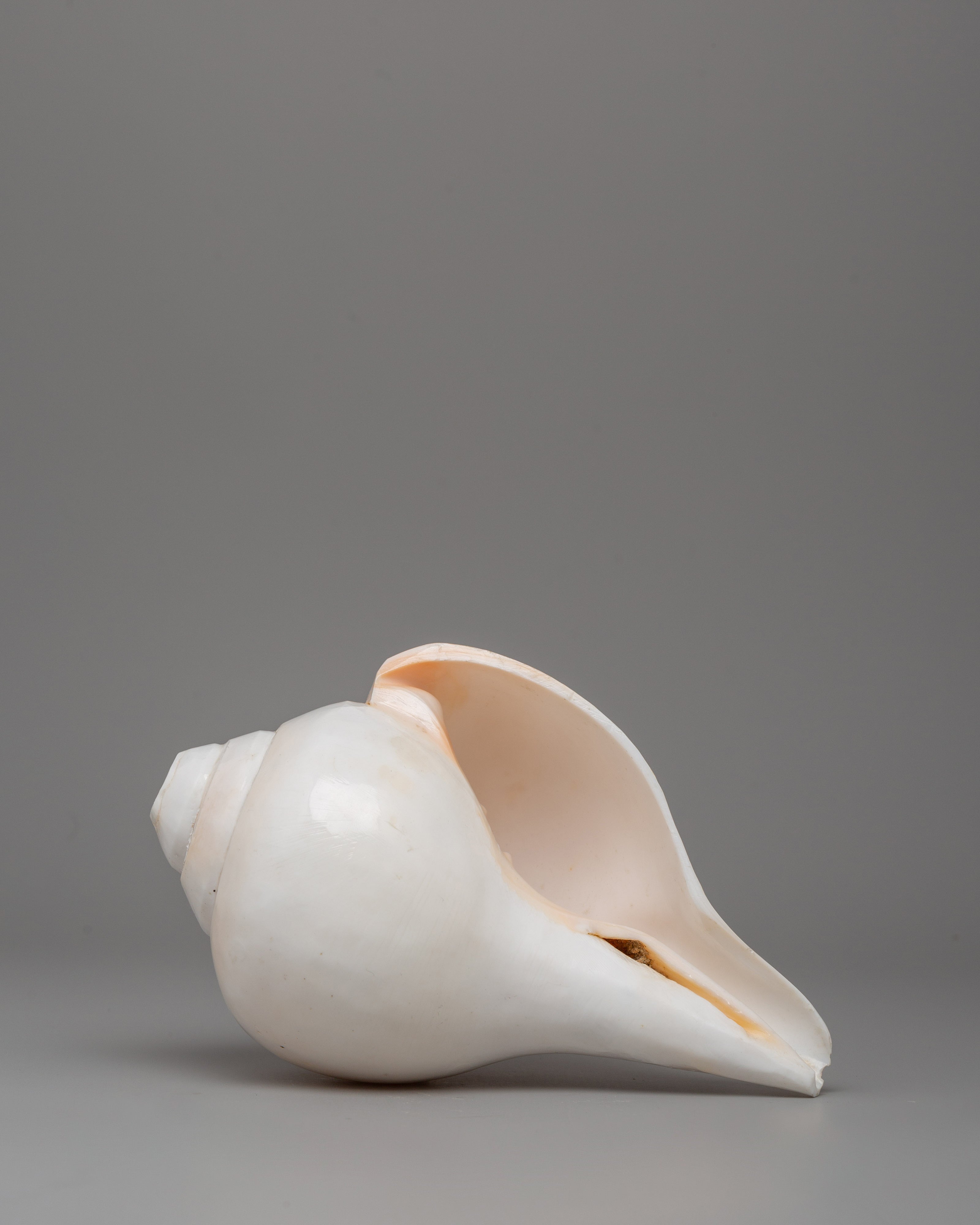Sacred Conch Shankha | A Divine Ritual Instrument