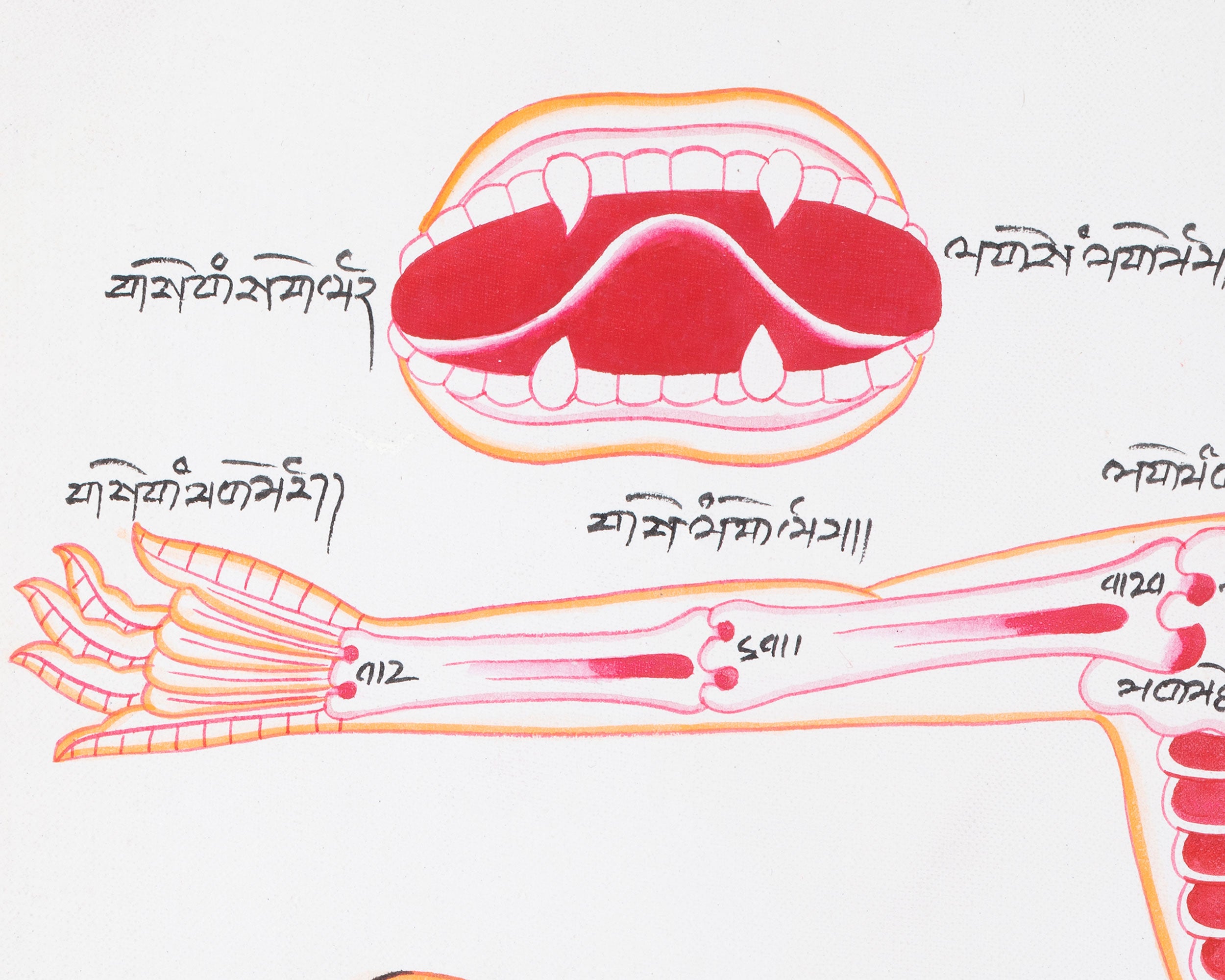Human Anatomy Thangka | Posterior View of Healing Points
