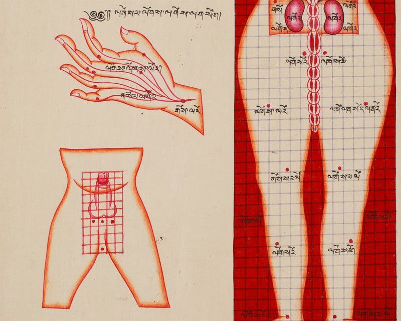 Human Anatomy Thangka | Posterior View of Healing Points