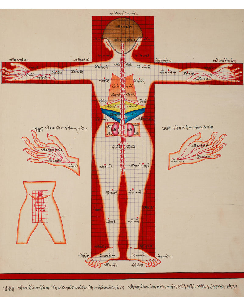 Human Anatomy Thangka