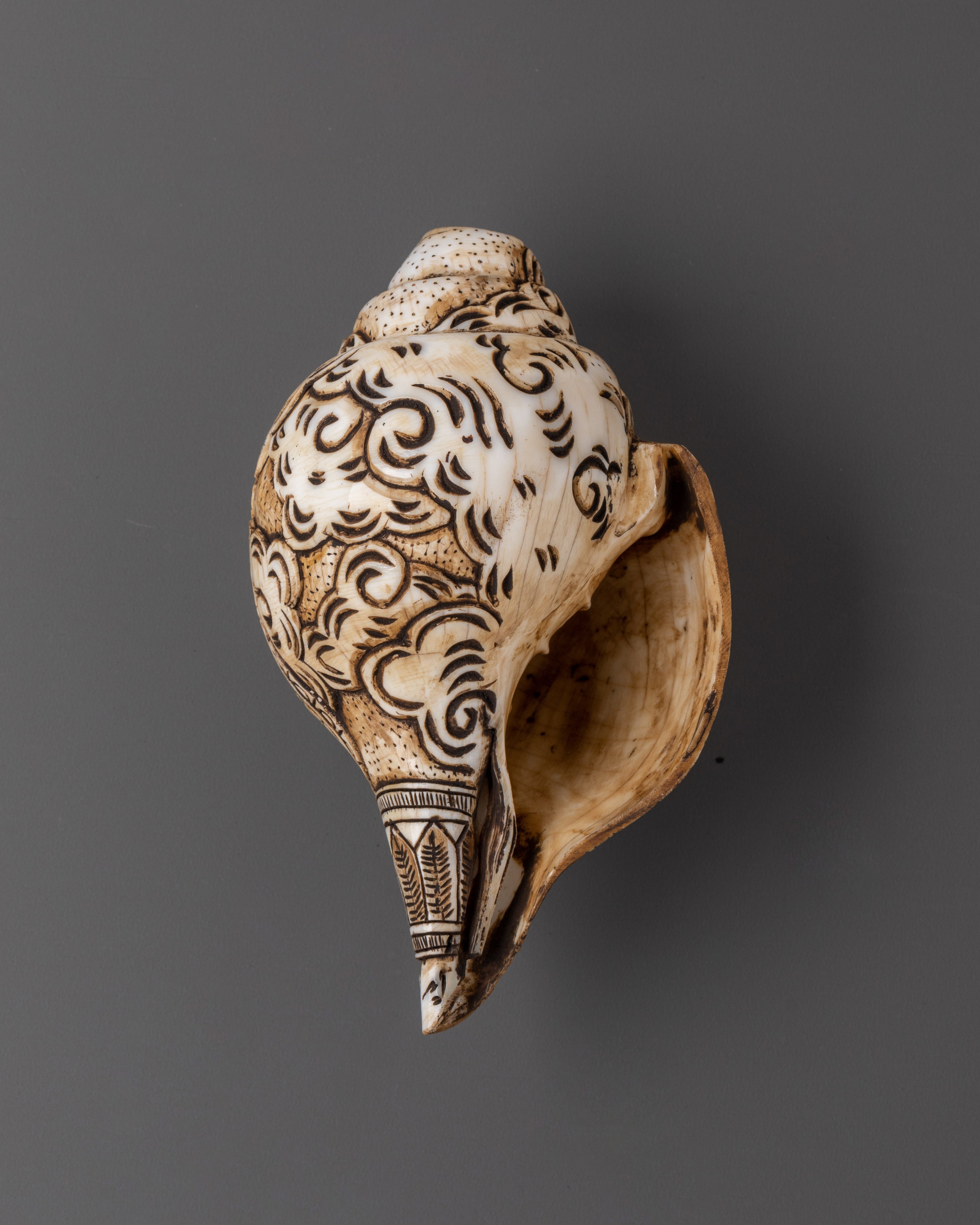 Handcrafted Tibetan Conch Shell | Symbol of Sacred Sound and Blessings