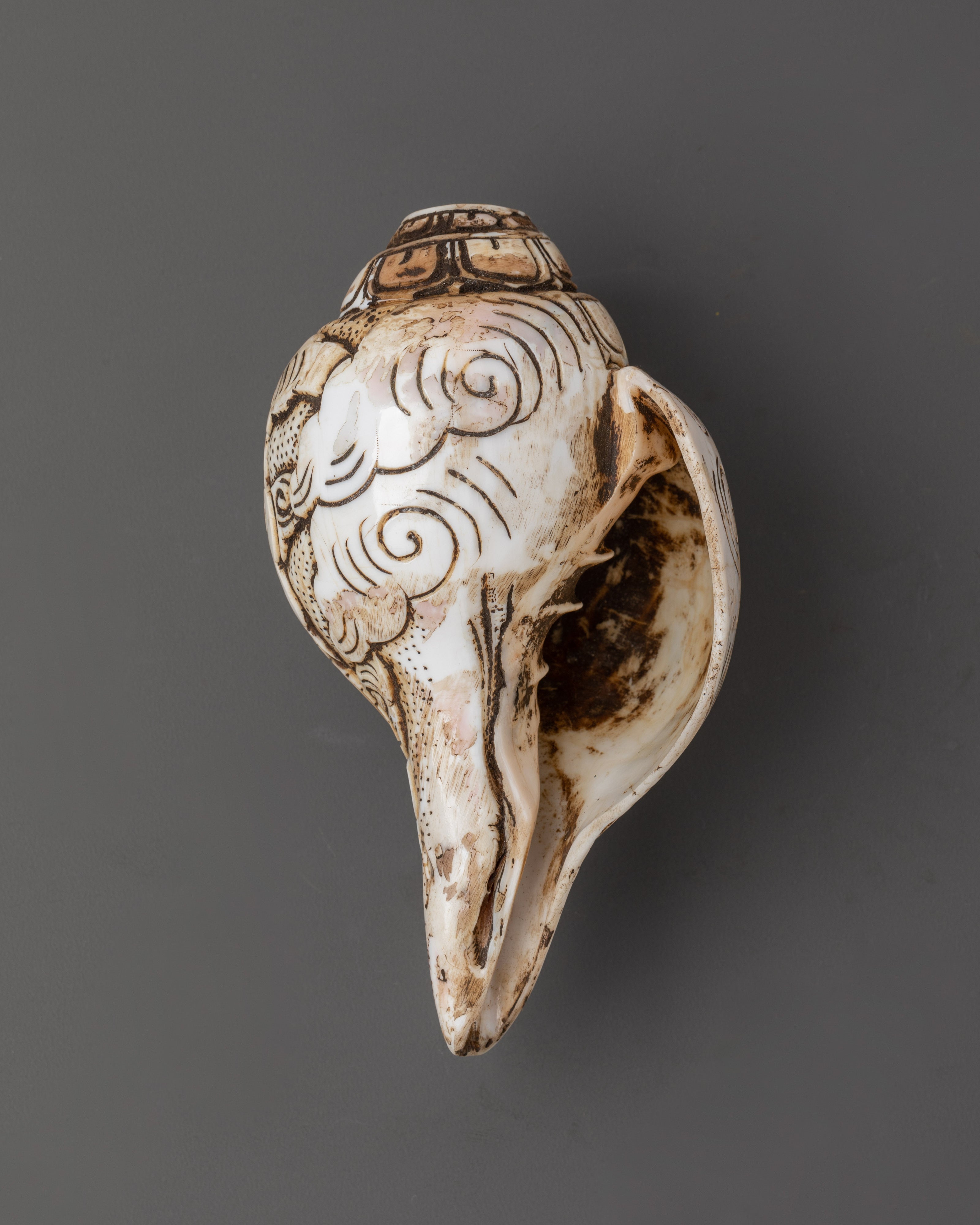 Himalayan Ritual Conch | Hand-Carved Buddhist Shankha with Auspicious Symbols