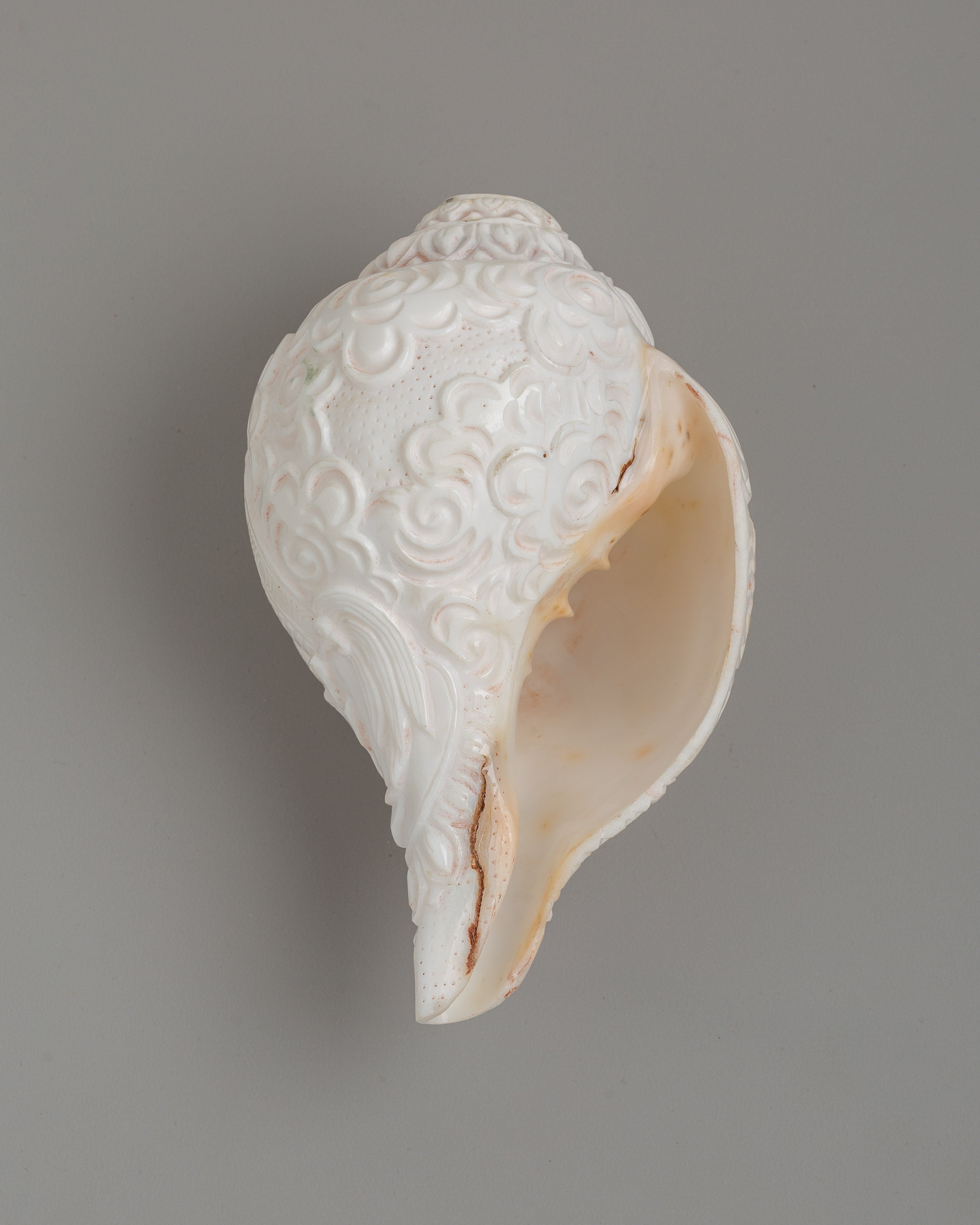 Religious Tibetan Conch Shell | Buddhist Offering Shell