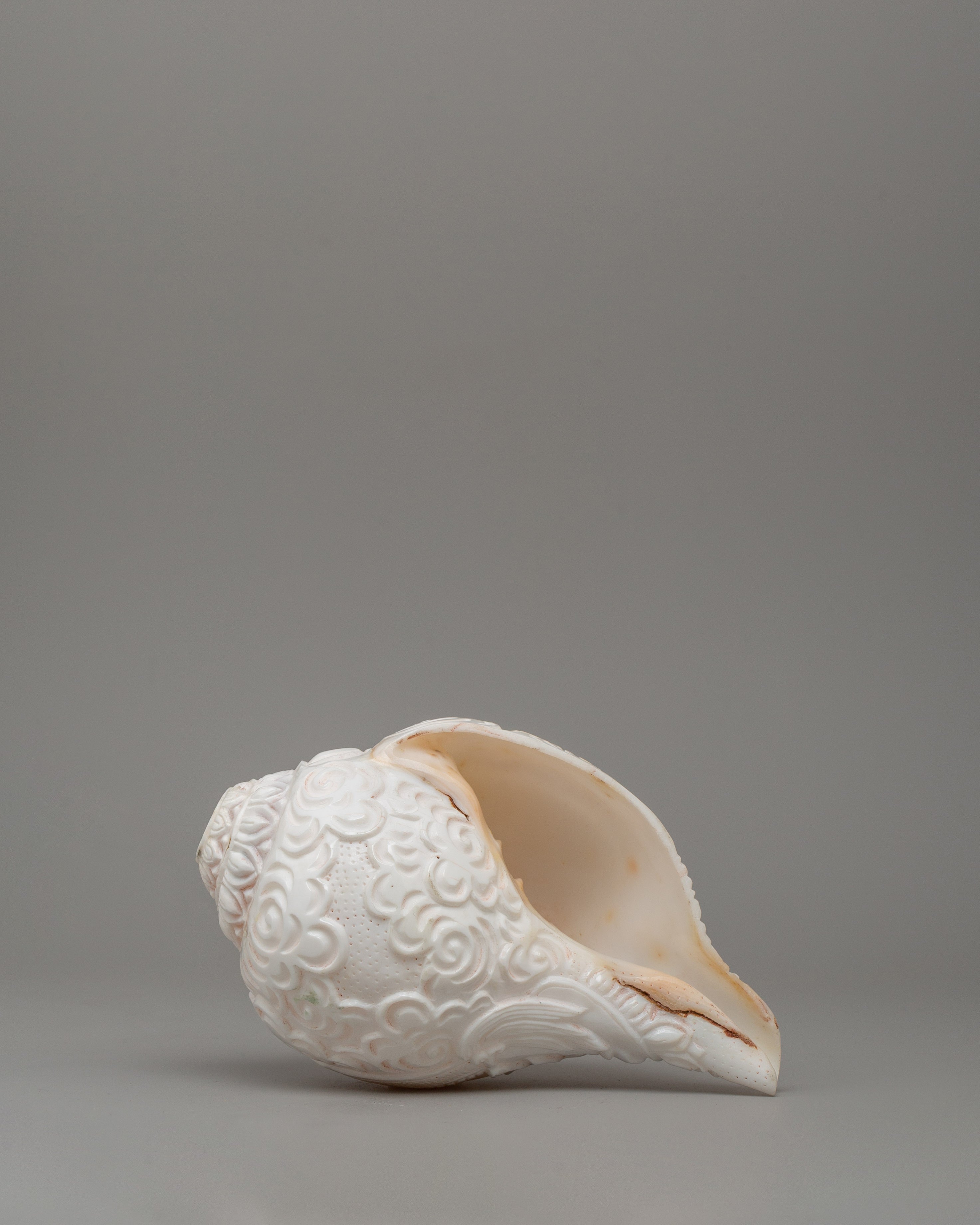 Religious Tibetan Conch Shell | Buddhist Offering Shell