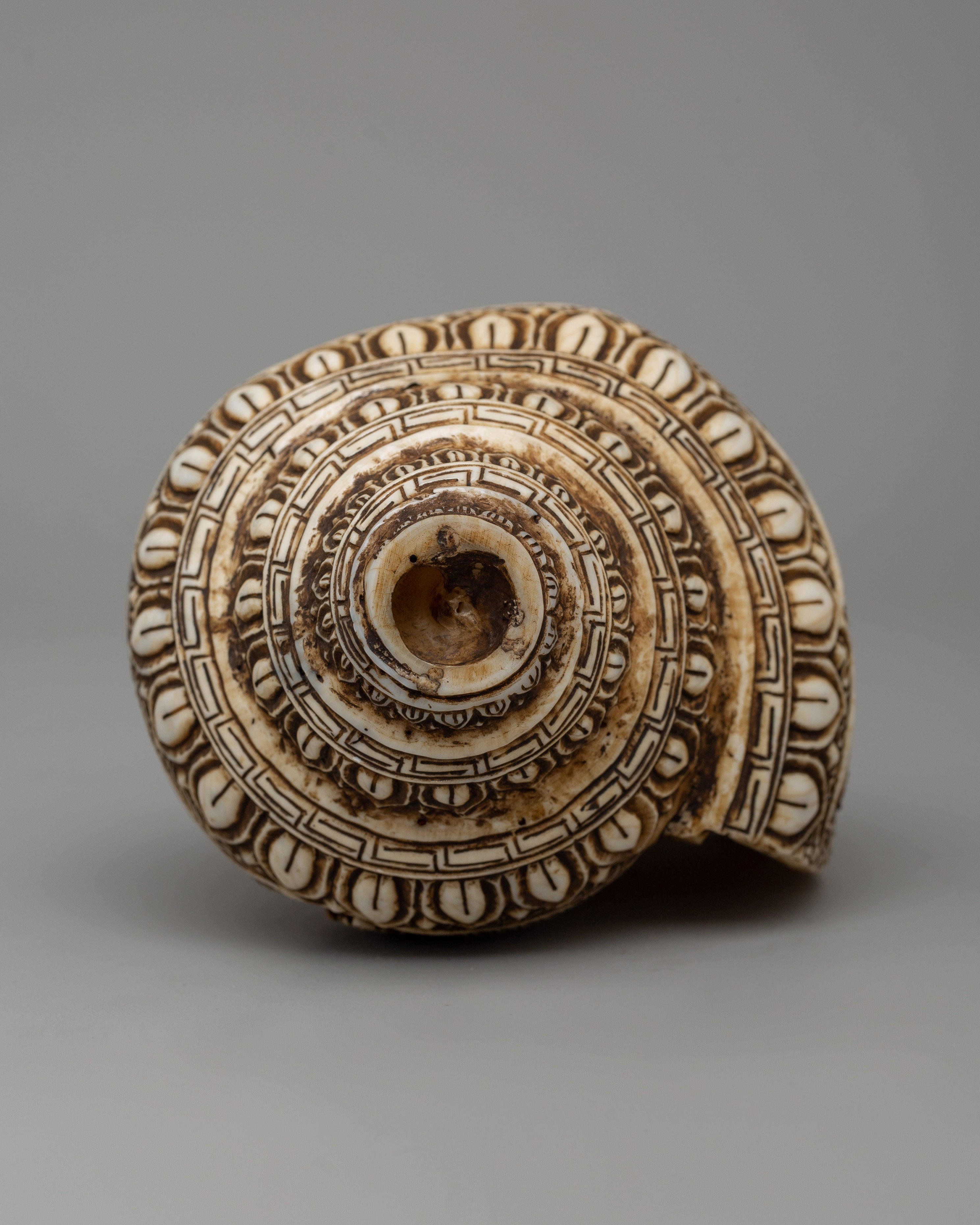 Beautifull Conch Shell | Sacred Shankha for Puja and Meditation