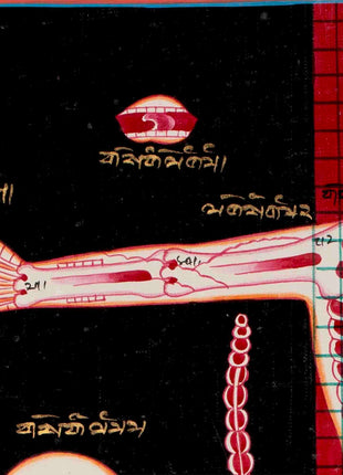 Human Anatomy Thangka | Anatomy Wall Arts | Wall Hanging For Biology | Thangka Painting | Antique Asian Arts | Tibetan Thangka Painting