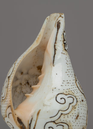 Handcraved Ritual Shankha | Sacred Conch Shell for Ceremonies