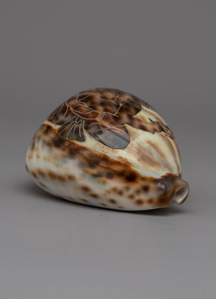 Sankha Conch Shell | Perfect for Puja, Meditation, and Altar Decor