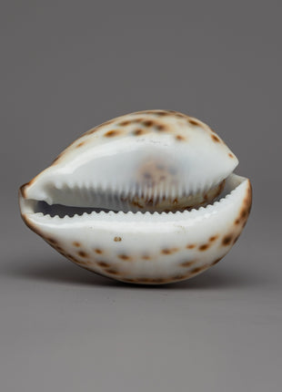 Sankha Conch Shell | Perfect for Puja, Meditation, and Altar Decor
