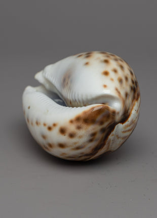 Sankha Conch Shell | Perfect for Puja, Meditation, and Altar Decor