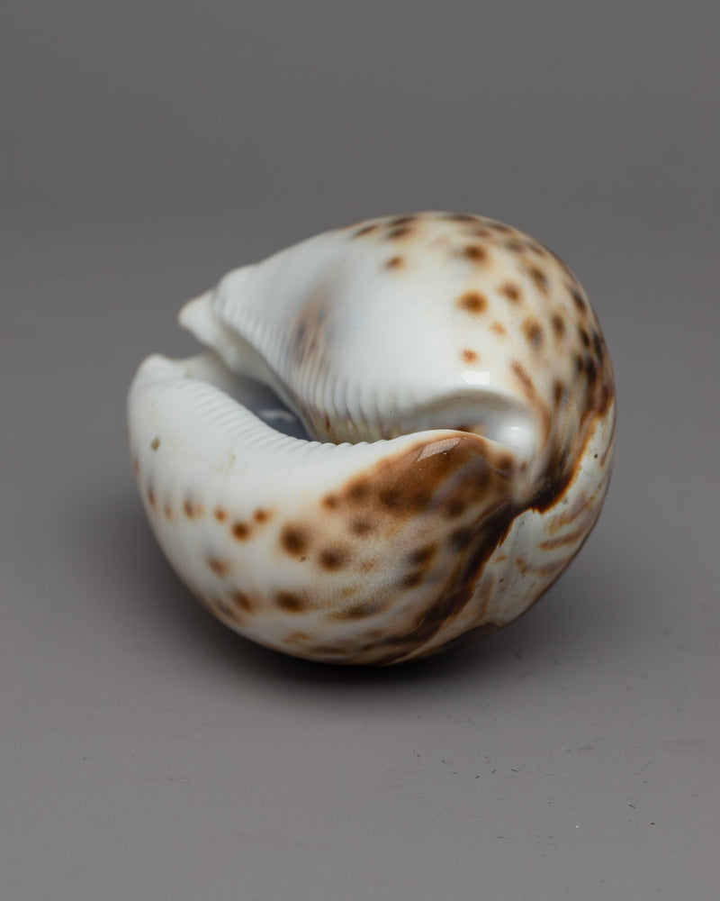 Sankha Conch Shell | Perfect for Puja, Meditation, and Altar Decor