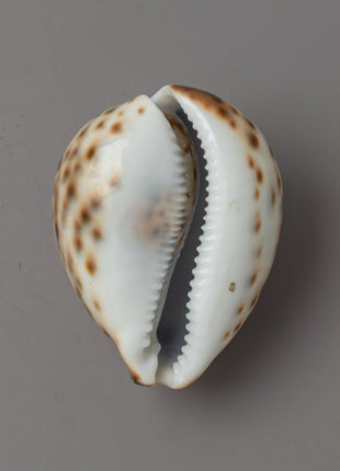 Sankha Conch Shell