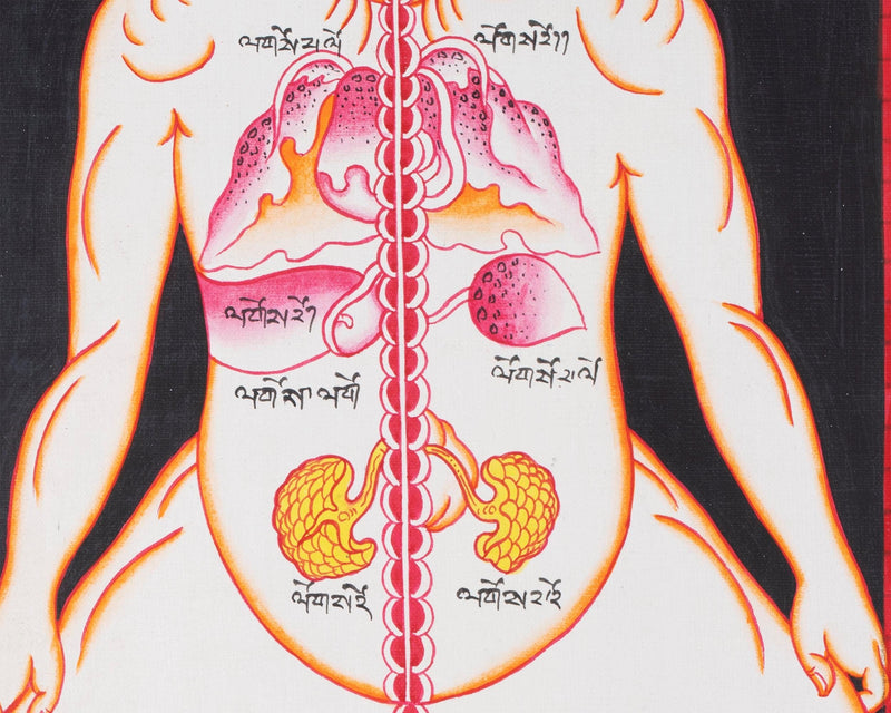 Ancient Depiction of Physical Form Used in Tibet | Three anatomical figures